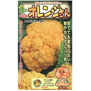 カリフラワー 種 【 オレンジさん 】 小袋（15粒） ( カリフラワーの種