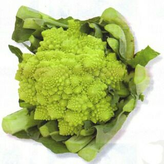 カリフラワー 種 【 ロマネスコ ダ・ヴィンチ 】 Lコート2500粒