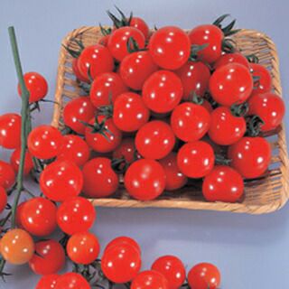 トマト 種 【 サンチェリー250 】 1000粒 ( トマトの種 ) | 農業屋.com