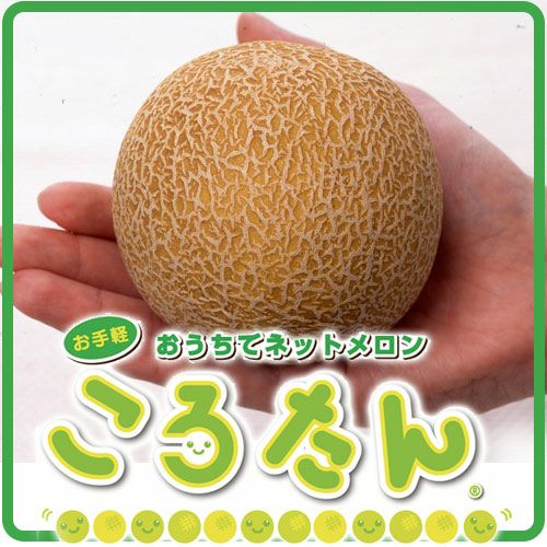 ミニメロン 【 ころたん 】 実生苗 4本セット 【予約販売】 | 農業屋.com