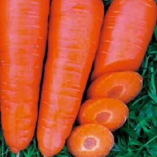 ニンジン 種 【 恋うさぎ 】 ペレット1万粒 ( ニンジンの種 ) | 農業屋.com