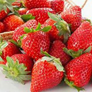 いちご 野菜苗 【イチゴ苗 女峰 】3号ポット 苺苗 1株 【予約販売