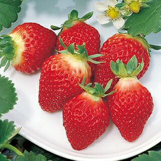 いちご 野菜苗 【イチゴ苗 宝交早生】3号ポット 苺苗 1株 【予約販売