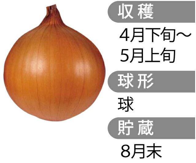 玉ねぎ苗 【予約】 人気の初心者3種セット [ たまねぎ苗 タマネギ苗