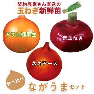 玉ねぎ苗 | 農業屋.com