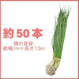 春植植付け玉ねぎ苗 【予約】 【 晩生品種 玉ねぎ苗】 約50本