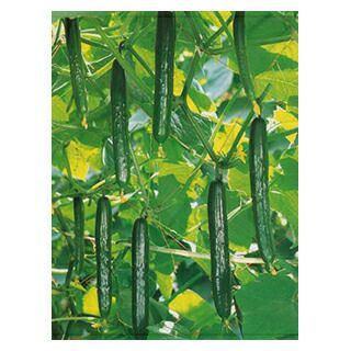 あさつき 種球 約200g 【国産】 [ ネギ 葱 アサツキ 浅葱 球根