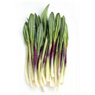 宿根野菜ギョウジャニンニク（三芽）10.5cmポット苗（山菜 健康 行者