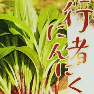 宿根野菜ギョウジャニンニク（三芽）10.5cmポット苗（山菜 健康 行者