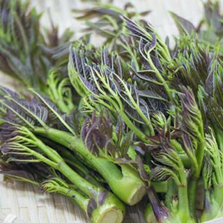 宿根野菜 タラノキ 10.5cmポット苗（山菜 健康 たらのめ タラノメ タラ