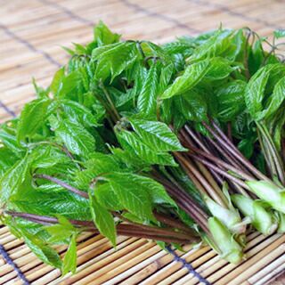 宿根野菜 コシアブラ 10.5cmポット苗（山菜 健康 こしあぶら） | 農業