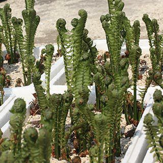 000000018810-01.jpg?size=l&w=