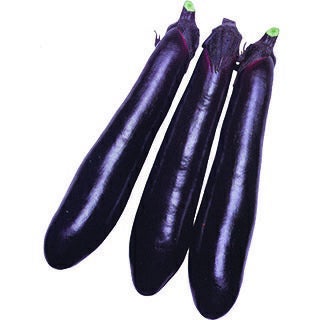 茄子苗 【 黒陽ナス 】 接ぎ木苗4本セット | 農業屋.com