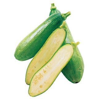 ズッキーニ苗 | 農業屋.com