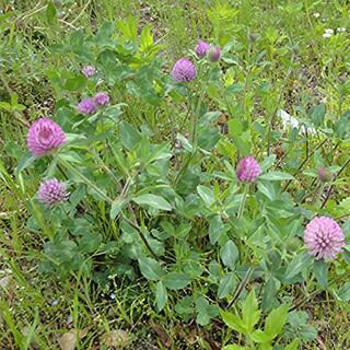緑肥 種 【 あかクローバー 】 500g ( 緑肥の種 ) | 農業屋.com