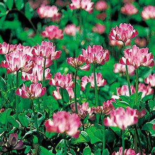 れんげ 紫雲英 20kg 000000018986-01.jpg?size=l&w=