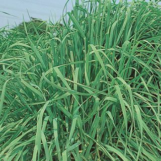春菊 種 【 さとにしき 】 1L ( 春菊の種 ) | 農業屋.com