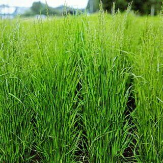 緑肥 種 【 イタリアンライグラス ワセホープ 】 1kg ( 緑肥の種