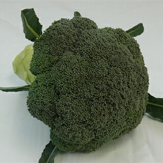 春菊 種 【 さとにしき 】 1L ( 春菊の種 ) | 農業屋.com
