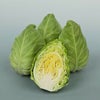キャベツ 苗 たけのこキャベツ 6本セット【予約販売】