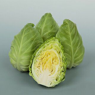 キャベツ 苗 たけのこキャベツ 6本セット【予約販売】