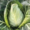 キャベツ 苗 たけのこキャベツ 6本セット【予約販売】