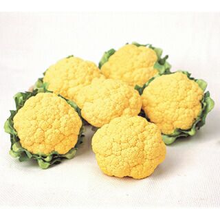 カリフラワー苗 | 農業屋.com