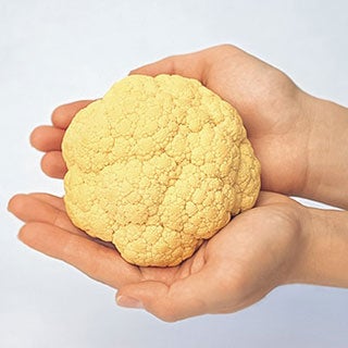  カリフラワー 苗　オレンジ美星 6本セット【予約販売】