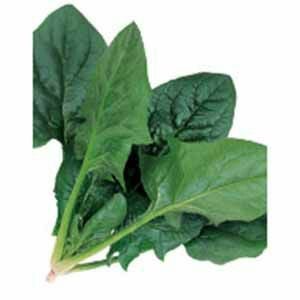 000000019568-01.jpg?size=l&w=