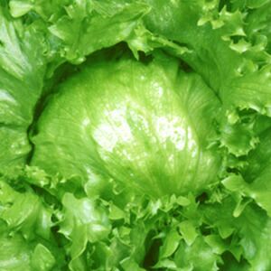 レタス 種 【 みずさわ 】 コートL5千粒 ( レタスの種 ) | 農業屋.com