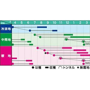 ニンジン 種 【 クリスティーヌ 】 ペレット1万粒 ( ニンジンの種