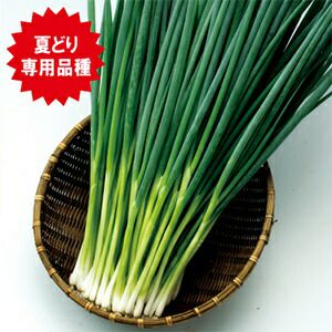 ネギ 種 【 ブラックサマー 】 20ml ( ネギの種 ) | 農業屋.com