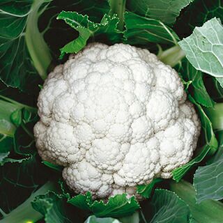 カリフラワー 種 【 木曽月 】 2500粒 ( カリフラワーの種 ) | 農業屋.com