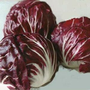 里芋（さといも） 【八ツ頭】 種芋 1kg（1個入り） | 農業屋.com