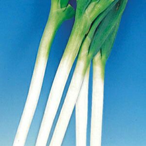 葱種 ねぎ 西田葱 20ml カネコ種苗（株） : グリーンロフトネモト - 通販