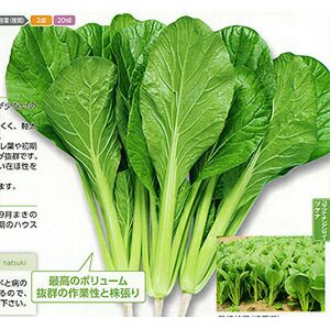 小松菜 種 【 なつき 】 2dl ( 小松菜の種 ) | 農業屋.com