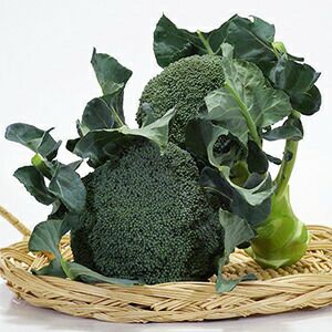 ブロッコリー 種 【 深碧 】 ペレット5千粒 ( ブロッコリーの種