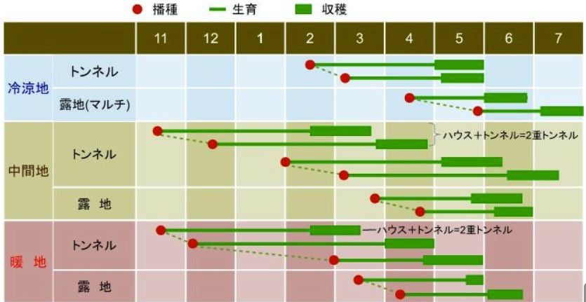 ダイコン　富美勢　 1デシリットル 大根 種 【 富美勢 】 種子 小袋（約20ml） | 農業屋.com