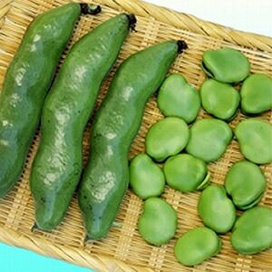 豆の種　　　緑色・紫点 確認中 高田種苗オンライン / 青大豆秘伝 200g 果菜