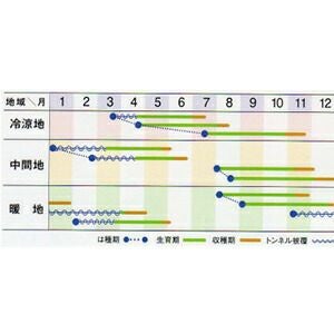 ニンジン 種 【 アロマレッド 】 ペレット1万粒 ( ニンジンの種
