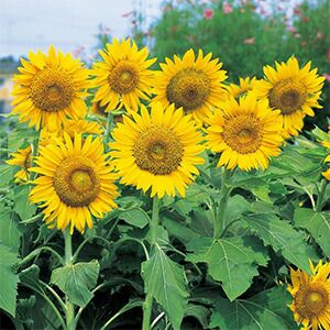 ひまわり 種 【 サニーキッズ 】 1L （ ひまわりの種 ） | 農業屋.com