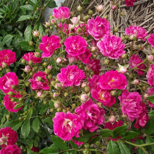 バラ苗(予約販売) 【スーパーエクセルサ】 2年大株苗 4号鉢