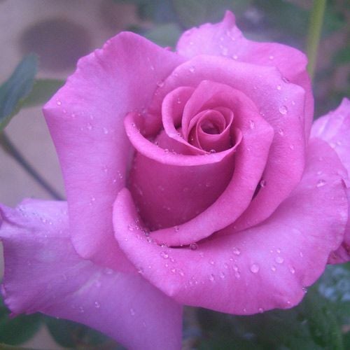000000020179-01.jpg?size=l&w=