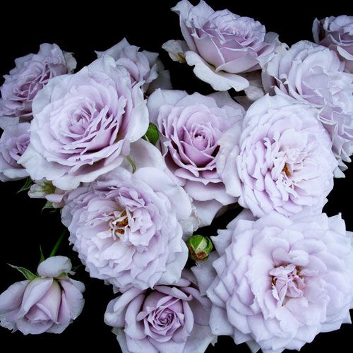 000000020190-01.jpg?size=l&w=