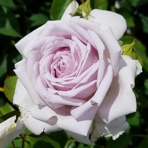 バラ苗(予約販売) 【ノーブルシャイン】 2年大株苗 4号鉢