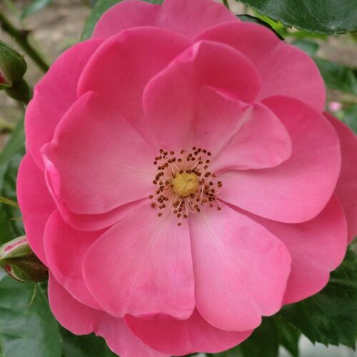 バラ苗(予約販売) 【アンジェラ】 2年大株苗 4号鉢 （クライミング