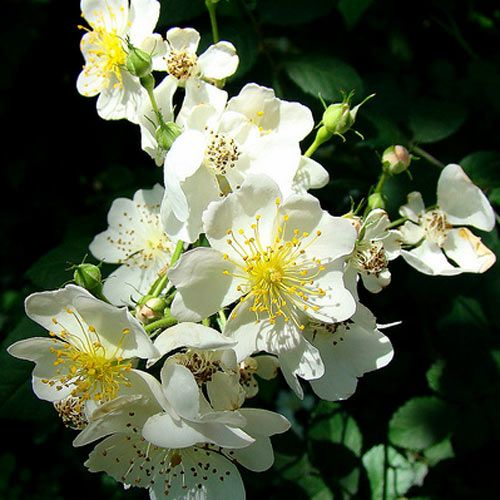 000000020202-01.jpg?size=l&w=