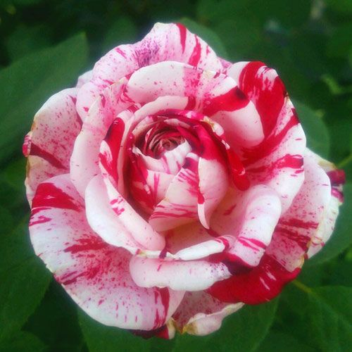 000000020213-01.jpg?size=l&w=