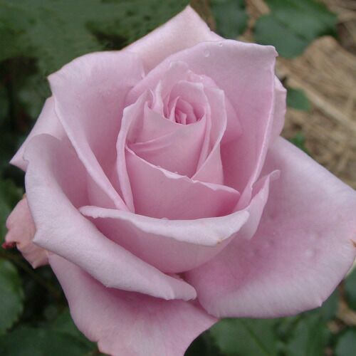 000000020222-01.jpg?size=l&w=