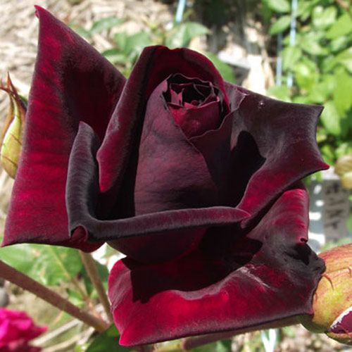 000000020225-01.jpg?size=l&w=